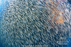 Silversides! Photo 2 of 2
Silversides race across the no... by Susannah H. Snowden-Smith 